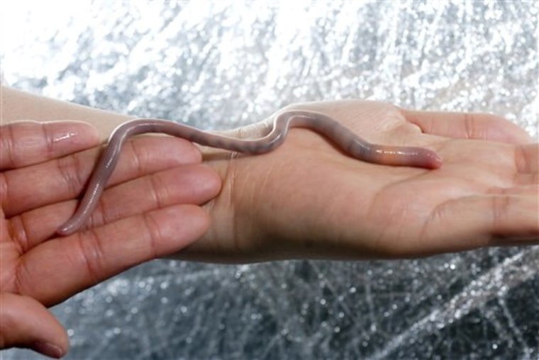 An adult giant Palouse earthworm stretches nearly to its full length of 10 to 12 inches in the laboratory at the University of Idaho in Moscow.